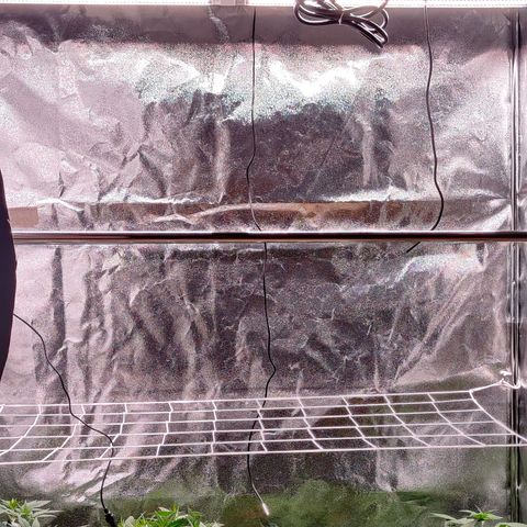 Critical Kush #2 growlog timeline photo