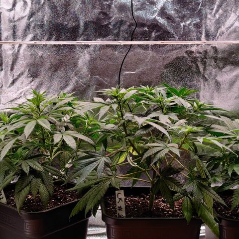 Critical Kush #2 growlog timeline photo