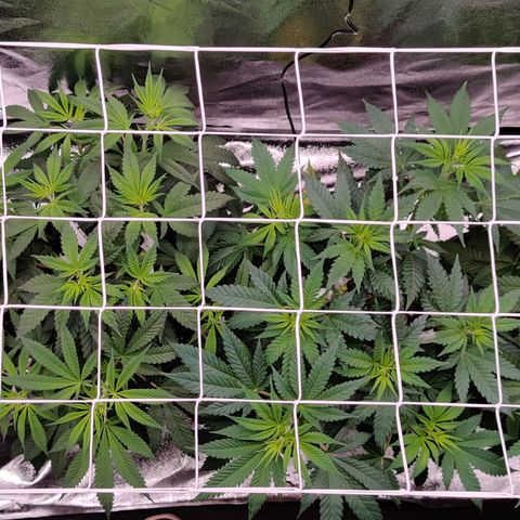 Critical Kush #2 growlog timeline photo