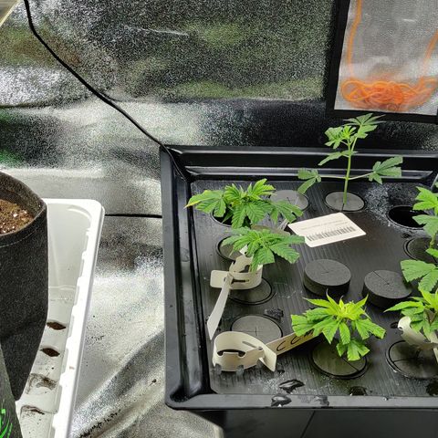Critical Kush #2 growlog timeline photo