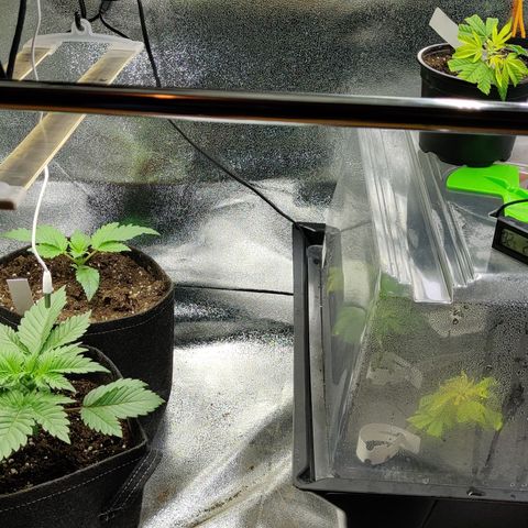 Critical Kush #2 growlog timeline photo