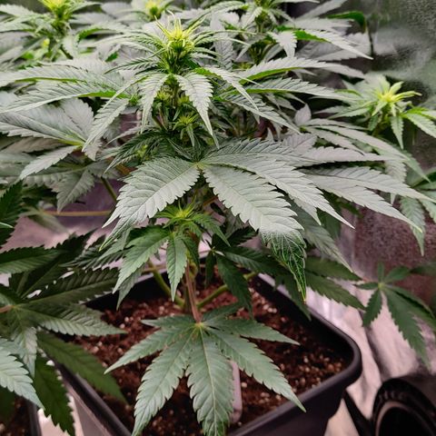 Critical Kush #2 growlog timeline photo