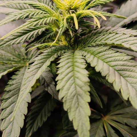 Critical Kush #2 growlog timeline photo