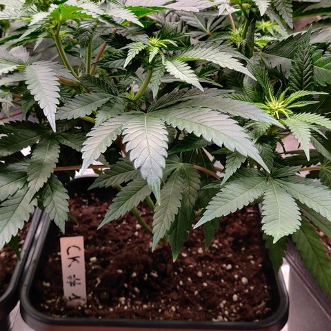 Critical Kush #1 growlog timeline photo
