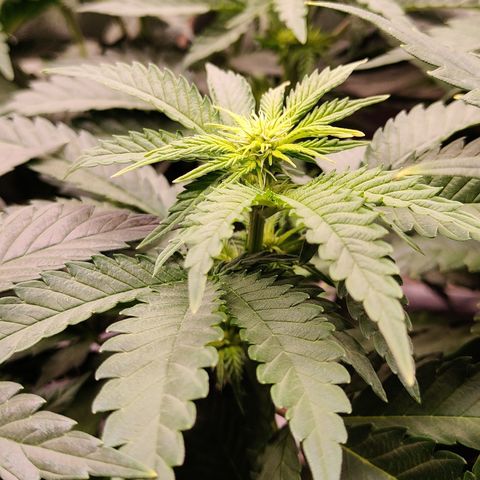 Critical Kush #1 growlog timeline photo