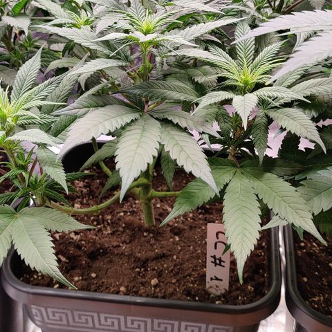 Critical Cure #1 growlog timeline photo