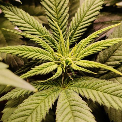 Critical Cure #1 growlog timeline photo