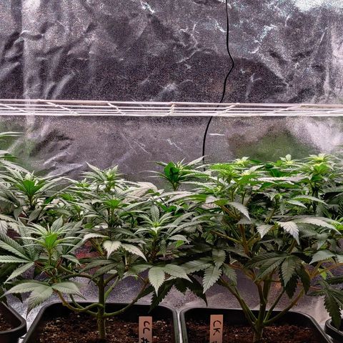 Critical Kush #2 growlog timeline photo