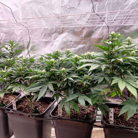 Critical Kush #2 growlog timeline photo