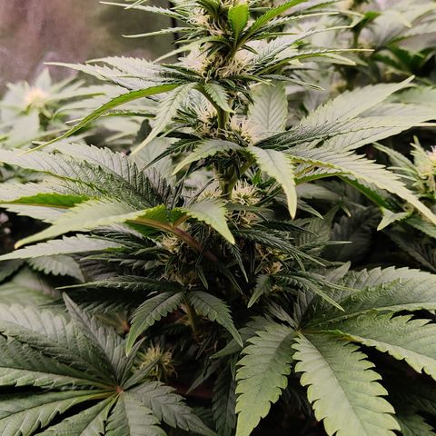 Critical Kush #2 growlog timeline photo