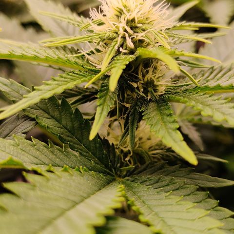 Critical Kush #2 growlog timeline photo