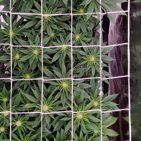 Critical Kush #2 growlog timeline photo