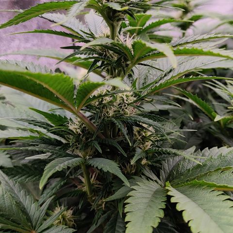 Critical Kush #2 growlog timeline photo