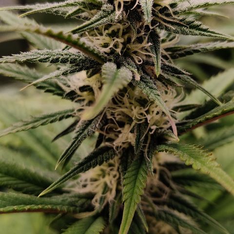Critical Kush #2 growlog timeline photo