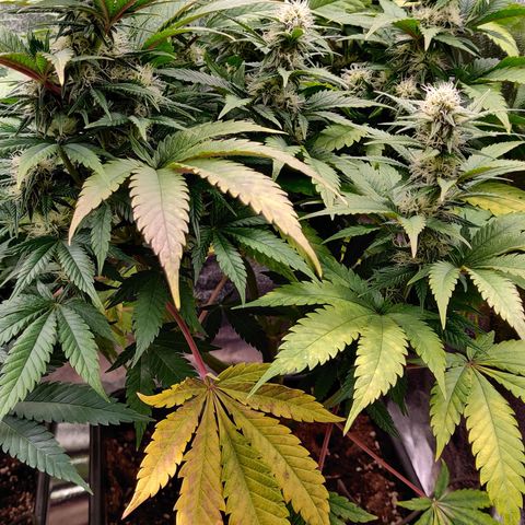 Critical Kush #2 growlog timeline photo