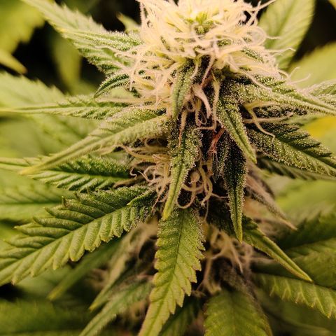 Critical Kush #2 growlog timeline photo