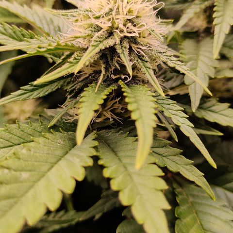 Critical Kush #1 growlog timeline photo