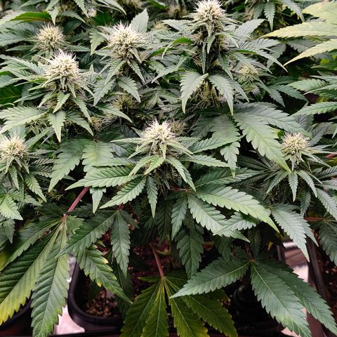 Critical Kush #1 growlog timeline photo