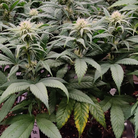 Critical Cure #1 growlog timeline photo