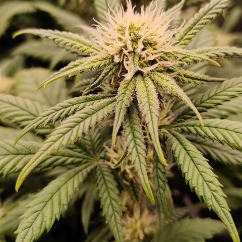 Critical Cure #1 growlog timeline photo