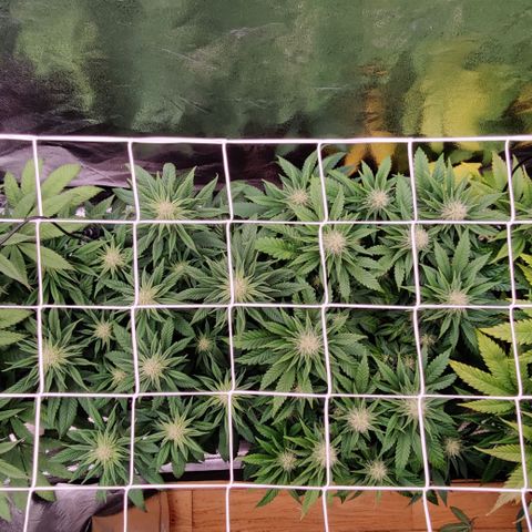 Critical Kush #2 growlog timeline photo