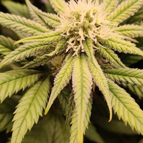 Critical Cure #1 growlog timeline photo