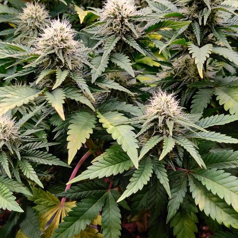 Critical Kush #1 growlog timeline photo