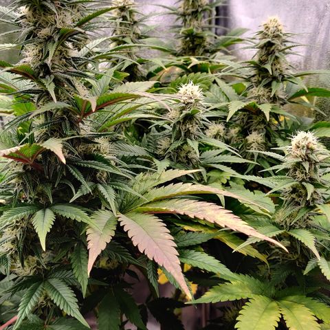 Critical Kush #2 growlog timeline photo