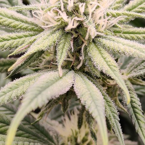 Critical Cure #1 growlog timeline photo