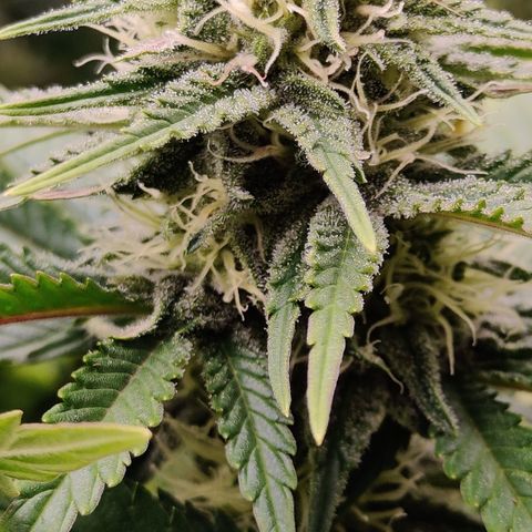 Critical Kush #1 growlog timeline photo