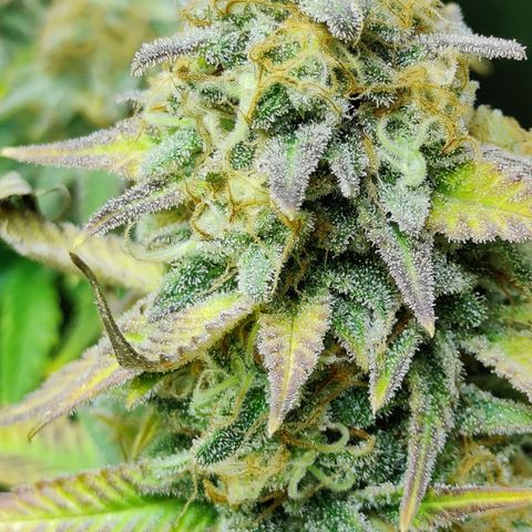 Critical Kush #2 growlog timeline photo