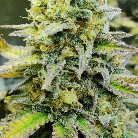 Critical Kush #2 growlog timeline photo