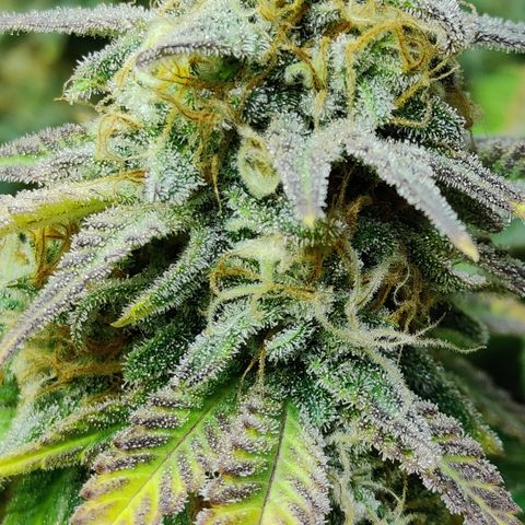 Critical Kush #2 growlog timeline photo