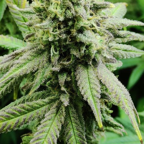 Critical Cure #1 growlog timeline photo