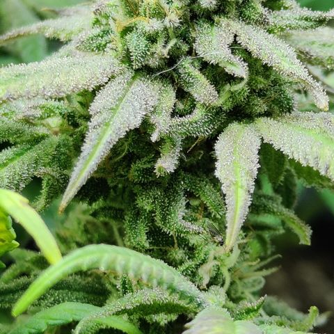 Critical Cure #1 growlog timeline photo