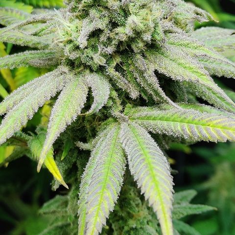 Critical Cure #1 growlog timeline photo
