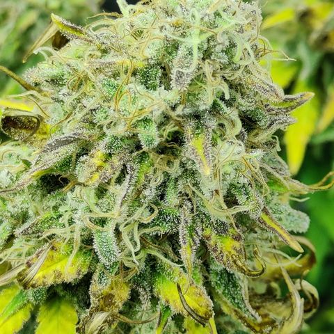 Critical Kush #1 growlog timeline photo