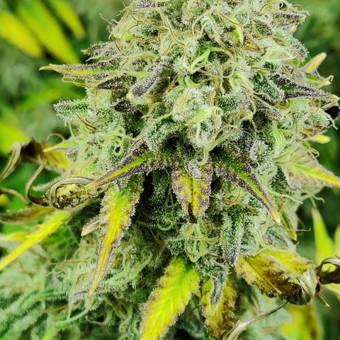 Critical Kush #1 growlog timeline photo