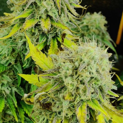 Critical Kush #1 growlog timeline photo