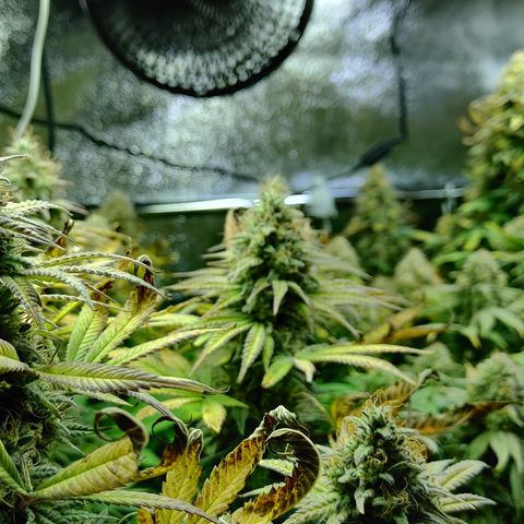 Critical Kush #2 growlog timeline photo