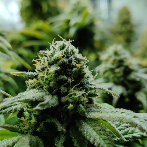 Critical Kush #2 growlog timeline photo