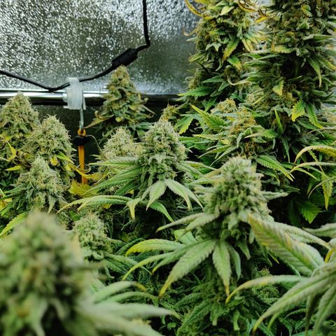 Critical Kush #2 growlog timeline photo