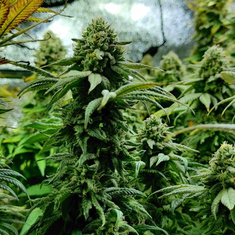 Critical Kush #2 growlog timeline photo