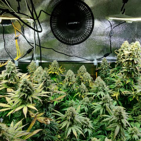 Critical Kush #2 growlog timeline photo