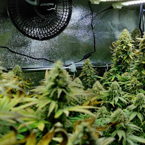 Critical Kush #2 growlog timeline photo