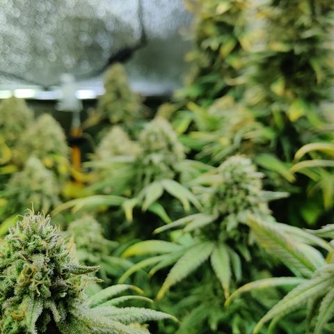 Critical Kush #2 growlog timeline photo