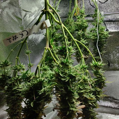 Critical Kush #2 growlog timeline photo