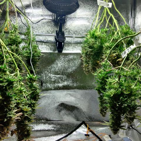 Critical Kush #2 growlog timeline photo