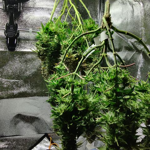 Critical Kush #2 growlog timeline photo