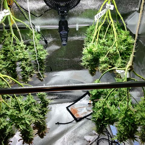 Critical Kush #2 growlog timeline photo